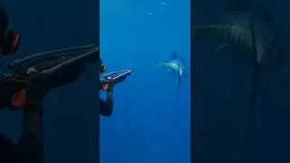 100% Epic Shot on a Big Marlin?