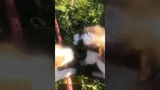 щенки Джек рассел терьер