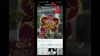 Орхидея, как тебя зовут? 