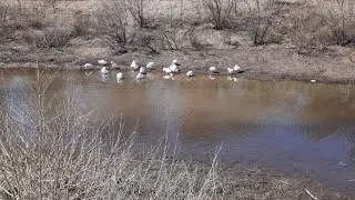 Гусей на воду выпускаем