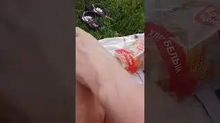 Наглый голубь