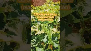 5 Garden Tips as Summer Ends