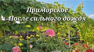 17.06.2024. ДАВНО НЕ БЫЛО ТАКОГО ДОЖДЯ! РАБОТЫ ДОБАВИЛОСЬ...