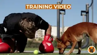 Dog Training Video