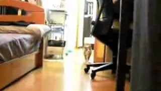 Кот телепорт