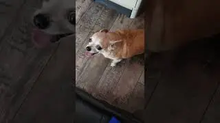 Чихуахуа, чих чих чих