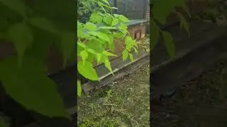 домик для кошек в университете.  хорошо зимой или в дождь!!! спасибо всем за помощь! 