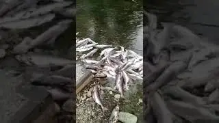 Гора вспоротой рыбы в Углегорке