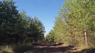 Автопрогулка Оренбург|Из с.Крестовка в с.Кинделя|Оренбургская область|Поля и леса|Красиво осенью|Лес