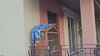Dangerous bird almost attacked my parrots