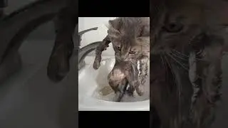 Kitten rescued from the trash gets a bath