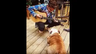 Rockdog Vance Joy 