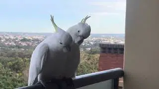 Cockatoo at our balcony by Aalee Khawar , خوبصورت کاکاٹو سفید رنگ کا سڈنی آسٹریلیا
