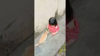 kucing makan sosis #short #shorts #viralvideo #funny #shortvideo