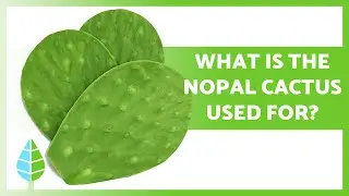 BENEFITS of the NOPAL CACTUS💚 (Properties, Uses and How to Take it)