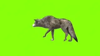 Walking wolf green screen। cartoon green screen।wolf green screen। green screen