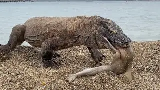 Komodo Smell The Baby Shark On The Beach and Swallow it Just a Seconds