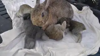 Mom rabbit not ready to nurse yongsters