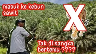 berpetualang ke kebun sawit yang terbengkalai..part ( 1 )