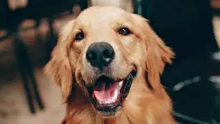 Golden Retriever Bark Sound Effects