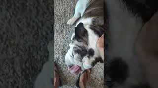 bull dog
