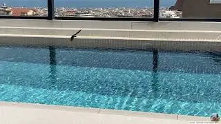 Wie Vögel im Pool Wasser holen