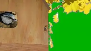BIRD IN BIRDHOUSE  green screen