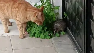 Fare kediyle oynadı.