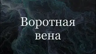Воротная вена