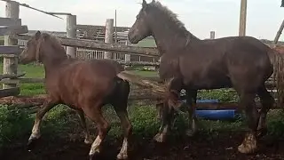 жеребец дал хороший урок молодой кобыле