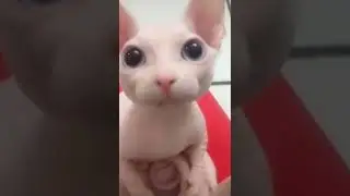 Самый милый лысик