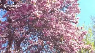 The oldest magnolia in the Caucasus bloomed in Vladikavkaz