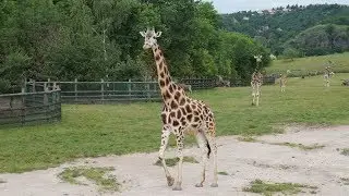 Зоопарк Прага. Zoo Prague