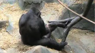 Funny gorillas at the zoo