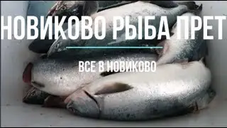 Сахалинская рыбалка НОВИКОВО РЫБА ПРЕТ