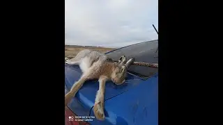 Охота на зайца. Два дня поисков. Плюс моменты с других охот по чернотропу сезона 2020-2021 г.