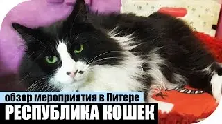 Обзор РЕСПУБЛИКИ КОШЕК в Питере