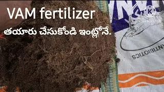 242. How to make VAM (Mycorrhiza) fertilizer at home. Vesicular Arbuscular Mycorrhiza (VAM)