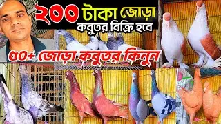 মাত্র ২০০ টাকা জোড়া কবুতর কিনুন || শকিং সাটিং সিরাজি রেসার কবুতর গিরিবাজ কবুতর। মাসুম ভাইয়ের