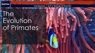 The Evolution of Primates | Vertebrates | Unit 5. Biological Diversity