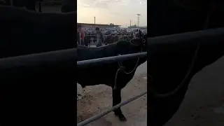 мол бозор эшбйксатор н дости