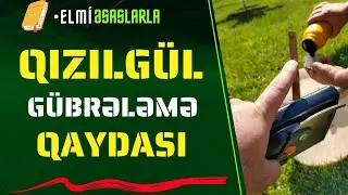 🌹 Qızılgülə bu gübrəni verin 📕#elmiəsaslarla#rose #qızılgül #florist #garden #bağban