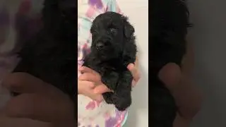 From Soviet Stars to Superstars! The Black Russian Terrier from USSR with Love!