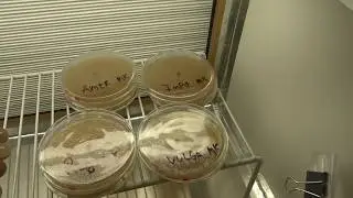 Refreshing morel mushroom cultures in upgraded home lab