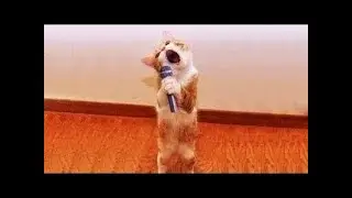 Cute Pets And Funny Animals Compilation Pets Garden