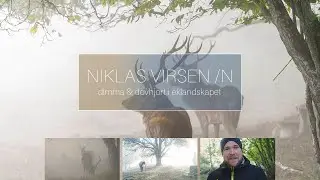Dimma och kronhjort i eklandskapet.
