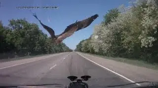 Пьяный орел