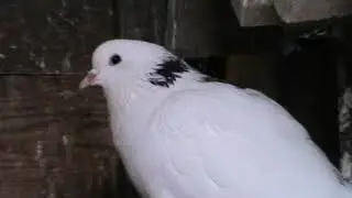 пермские гривуны