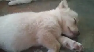 This Puppies need a medication 🙏
