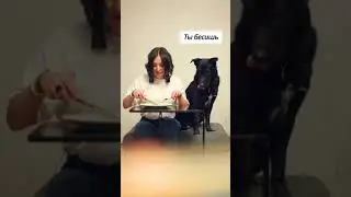 как сломать настройки собаки!